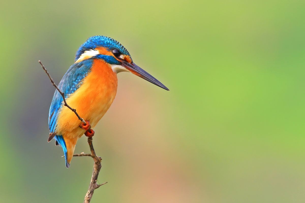 Amazing Nature